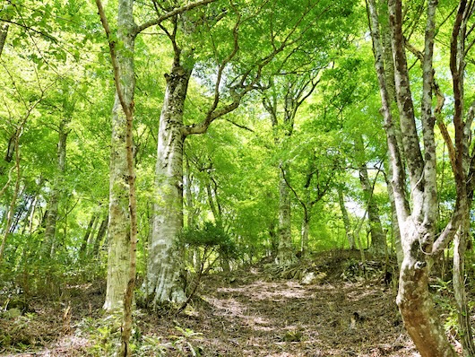 More Trees Forest in Chizu-cho